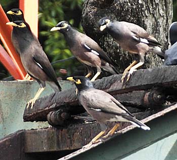A Group of Common Mynas at a Waste Disposal Site in Satun / Thailand by Asienreisender